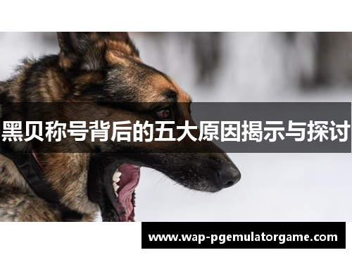 黑贝称号背后的五大原因揭示与探讨